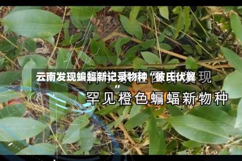 云南发现蝙蝠新记录物种“彼氏伏翼”-第2张图片