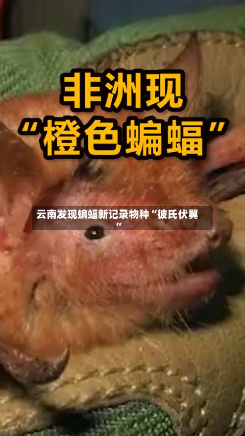 云南发现蝙蝠新记录物种“彼氏伏翼”-第3张图片